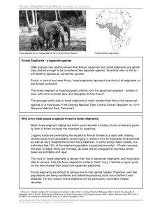 Forest Elephant Fact Sheet (Loxodonta cyclotis)  Forest elephant family, Dzanga National Park, Central African Republic