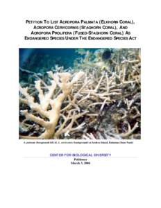 PETITION TO LIST ACROPORA PALMATA (ELKHORN CORAL), ACROPORA CERVICORNIS (STAGHORN CORAL), AND ACROPORA PROLIFERA (FUSED-STAGHORN CORAL) AS ENDANGERED SPECIES UNDER THE ENDANGERED SPECIES ACT  A. palmata (foreground left)