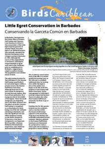 BirdsCaribbean In Barbados, the Important Bird Areas (IBAs) of Graeme Hall Swamp and Chancery Lane Swamp are critical to the conservation of the Little