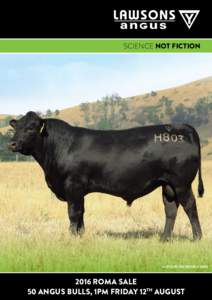 SCIENCE NOT FICTION  LAWSONS INCREDIBLE H803 2016 ROMA SALE 50 ANGUS BULLS, 1PM FRIDAY 12TH AUGUST