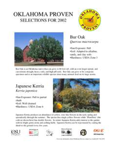 OKLAHOMA PROVEN SELECTIONS FOR 2002 Bur Oak Quercus macrocarpa •Sun Exposure: Full