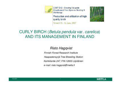 CURLY BIRCH (Betula pendula var. carelica) AND ITS MANAGEMENT IN FINLAND Risto Hagqvist