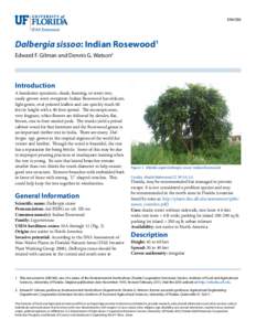 ENH386  Dalbergia sissoo: Indian Rosewood1 Edward F. Gilman and Dennis G. Watson2  Introduction