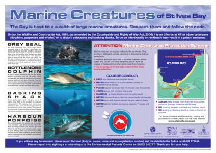 The Bay is host to a wealth of large marine creatures. Respect them and follow the code. Under the Wildlife and Countryside Act, 1981, (as amended by the Countryside and Rights of Way Act, 2000) it is an offence to kill 