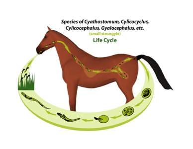 Species of Cyathostomum, Cylicocyclus, Cylicocephalus, Gyalocephalus, etc. (small strongyle) Life Cycle