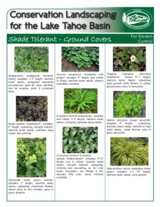 Conservation Landscaping for the Lake Tahoe Basin Shade Tolerant - Ground Covers Aegopodium podagraria (bishop’s weed): adapted, 1’-2’ height, medium