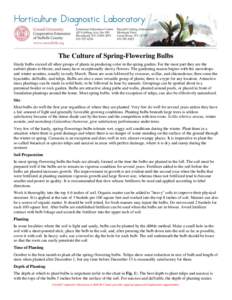 The Culture of Spring-Flowering Bulbs Hardy bulbs exceed all other groups of plants in producing color in the spring garden. For the most part they are the earliest plants to bloom, and many have exceptionally showy flow