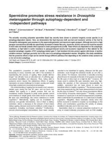 Spermidine promotes stress resistance in Drosophila melanogaster through autophagy-dependent and -independent pathways