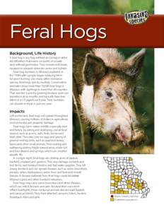 Feral Hogs Background, Life History A feral hog is any hog without an ear tag or other identification that roams on public or private land without permission. They include wild boars, escaped or released domestic swine a