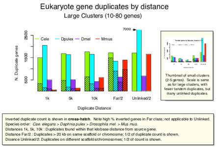 Eukaryote gene duplicates by distance Large ClustersgenesCele