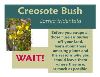 Creosote Bush © 2004 James M. Andre Larrea tridentata  WAIT!