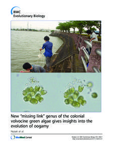 New “missing link” genus of the colonial volvocine green algae gives insights into the evolution of oogamy