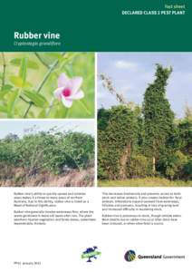 Fact sheet DECLARED CLASS 2 PEST PLANT Rubber vine  Cryptostegia grandiflora