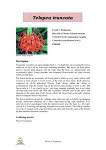 Telopea truncata FAMILY: Proteaceae BOTANICAL NAME: Telopea truncata