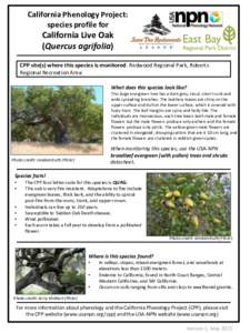 California Phenology Project: species profile for California Live Oak (Quercus agrifolia) CPP site(s) where this species is monitored: Redwood Regional Park, Roberts