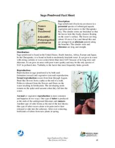 Sago Pondweed Fact Sheet Description: Sago pondweed (Stuckenia pectinata) is a perennial species of submerged aquatic vegetation and is native to the Chesapeake Bay. The slender stems are branched so that