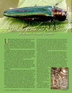 Leah Bauer, USDA Forest Service Northern Research Station, Bugwood.org  Meet the Emerald Ash Borer nfortunately, Alabama is now the latest state to host another unwelcome exotic tree-killing insect. Emerald ash borer, a 