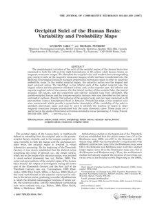 THE JOURNAL OF COMPARATIVE NEUROLOGY 501:243–[removed]Occipital Sulci of the Human Brain: