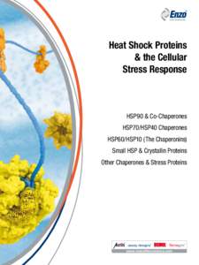Heat Shock Proteins & the Cellular Stress Response HSP90 & Co-Chaperones HSP70/HSP40 Chaperones