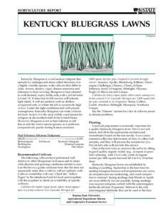 MF2262 Kentucky Bluegrass Lawns