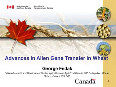 Advances in Alien Gene Transfer in Wheat George Fedak Ottawa Research and Development Centre, Agriculture and Agri-Food Canada, 960 Carling Ave., Ottawa, Ontario, Canada K1A 0C6. 1