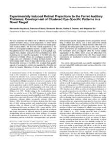 The Journal of Neuroscience, March 15, 1997, 17(6):2040 –2055  Experimentally Induced Retinal Projections to the Ferret Auditory Thalamus: Development of Clustered Eye-Specific Patterns in a Novel Target Alessandra Ang