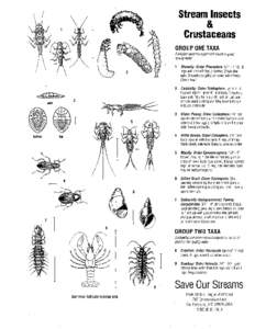 Stream Insects  & Crustaceans