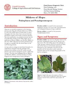 Plant Disease Diagnostic Clinic Plant Pathology and Plant‐Microbe Biology Section 334 Plant Science Building Ithaca, NY 14853‐5904