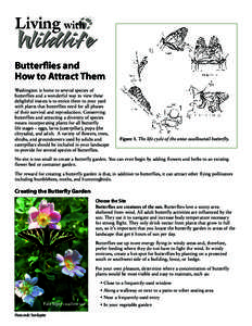 Butterflies and How to Attract Them Washington is home to several species of butterflies and a wonderful way to view these delightful insects is to entice them to your yard with plants that butterflies need for all phase