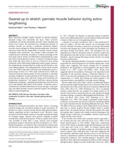 © 2014. Published by The Company of Biologists Ltd | The Journal of Experimental Biology, doi:jebRESEARCH ARTICLE Geared up to stretch: pennate muscle behavior during active lengtheni