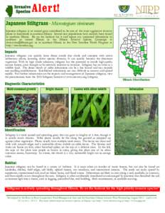 Invasive Species Alert!  Japanese Stiltgrass - Microstegium vimineum