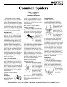 Common Spiders Phillip E. Sloderbeck Entomologist Southwest Area Ofﬁce Many people are afraid of spiders. Other people are annoyed by their habit