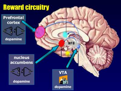 Reward circuitry Prefrontal cortex dopamine