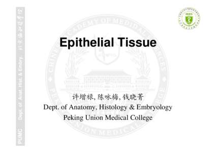PUMC  Dept. of Anat. Hist. & Embry. Epithelial Tissue