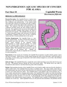 NON-INDIGENOUS AQUATIC SPECIES OF CONCERN FOR ALASKA Fact Sheet 10 Capitellid Worm Heteromastus filiformis BIOLOGY & PHYSIOLOGY