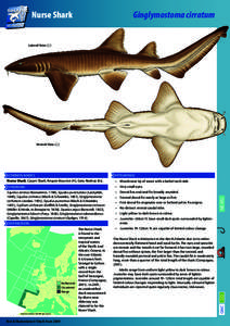 Ginglymostomatidae / Sharks / Smalltooth sand tiger / Nurse shark / Sand tiger shark / Carpet shark / Lamniformes / Odontaspis / Tawny nurse shark / Fish / Odontaspididae / Carcharhinidae