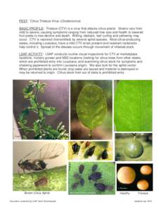 PEST: Citrus Tristeza Virus (Closterovirus) BASIC PROFILE: Tristeza (CTV) is a virus that attacks citrus plants. Strains vary from mild to severe, causing symptoms ranging from reduced tree size and health to lowered fru