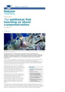The antifreeze fish teaching us about cryopreservation