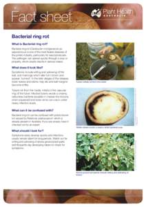 Fact sheet Bacterial ring rot What is Bacterial ring rot? William M. Brown Jr., Bugwood.org