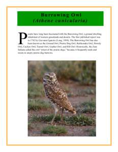 B u r ro w i n g O w l (Athene cunicularia) P  eople have long been fascinated with the Burrowing Owl, a ground dwelling