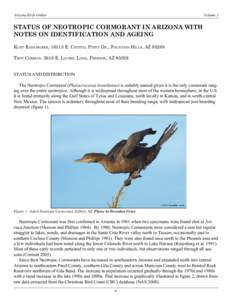 Arizona Birds Online  Volume 3 STATUS OF NEOTROPIC CORMORANT IN ARIZONA WITH NOTES ON IDENTIFICATION AND AGEING