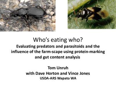 Who’s eating who?  Evaluating predators and parasitoids and the influence of the farmscape using protein-marking and gut content analysis    Tom Unruh USDA-ARS Wapato WA