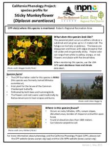 California Phenology Project: species profile for Sticky Monkeyflower (Diplacus aurantiacus) CPP site(s) where this species is monitored: Roberts Regional Recreation Area