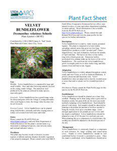 Velvet Bundleflower plant fact sheet