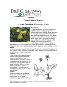 Target Invasive Species Lesser Celandine Ranunculus ficaria Description Lesser celandine is an annual herbaceous plant that grows in early spring. It has glossy, dark green, rounded leaves arranged