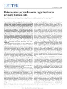 LETTER  doi:nature10002 Determinants of nucleosome organization in primary human cells