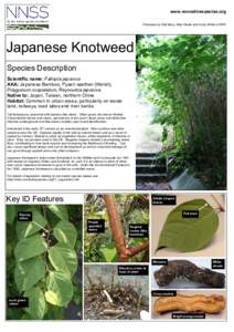 www.nonnativespecies.org Produced by Olaf Booy, Max Wade and Vicky White of RPS Japanese Knotweed Species Description Scientific name: Fallopia japonica
