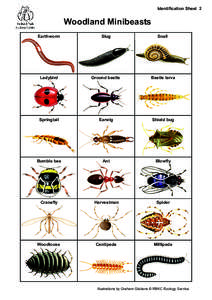Identification Sheet 2  Woodland Minibeasts Earthworm  Slug