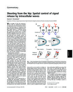 Commentary  Shooting from the hip: Spatial control of signal release by intracellular waves Stanislav Y. Shvartsman* Department of Chemical Engineering and Lewis–Sigler Institute for Integrative Genomics, Princeton Uni