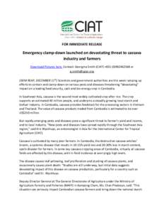 FOR IMMEDIATE RELEASE  Emergency clamp-down launched on devastating threat to cassava industry and farmers Download Pictures here. Contact: Georgina Smith (CIAT) +or 